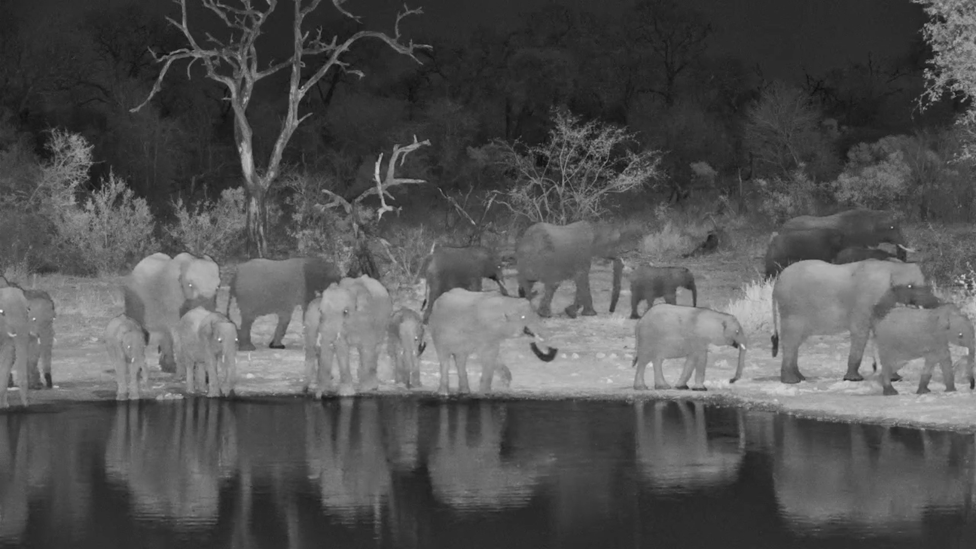 Large Elephant Herd Gather for a Night Drink