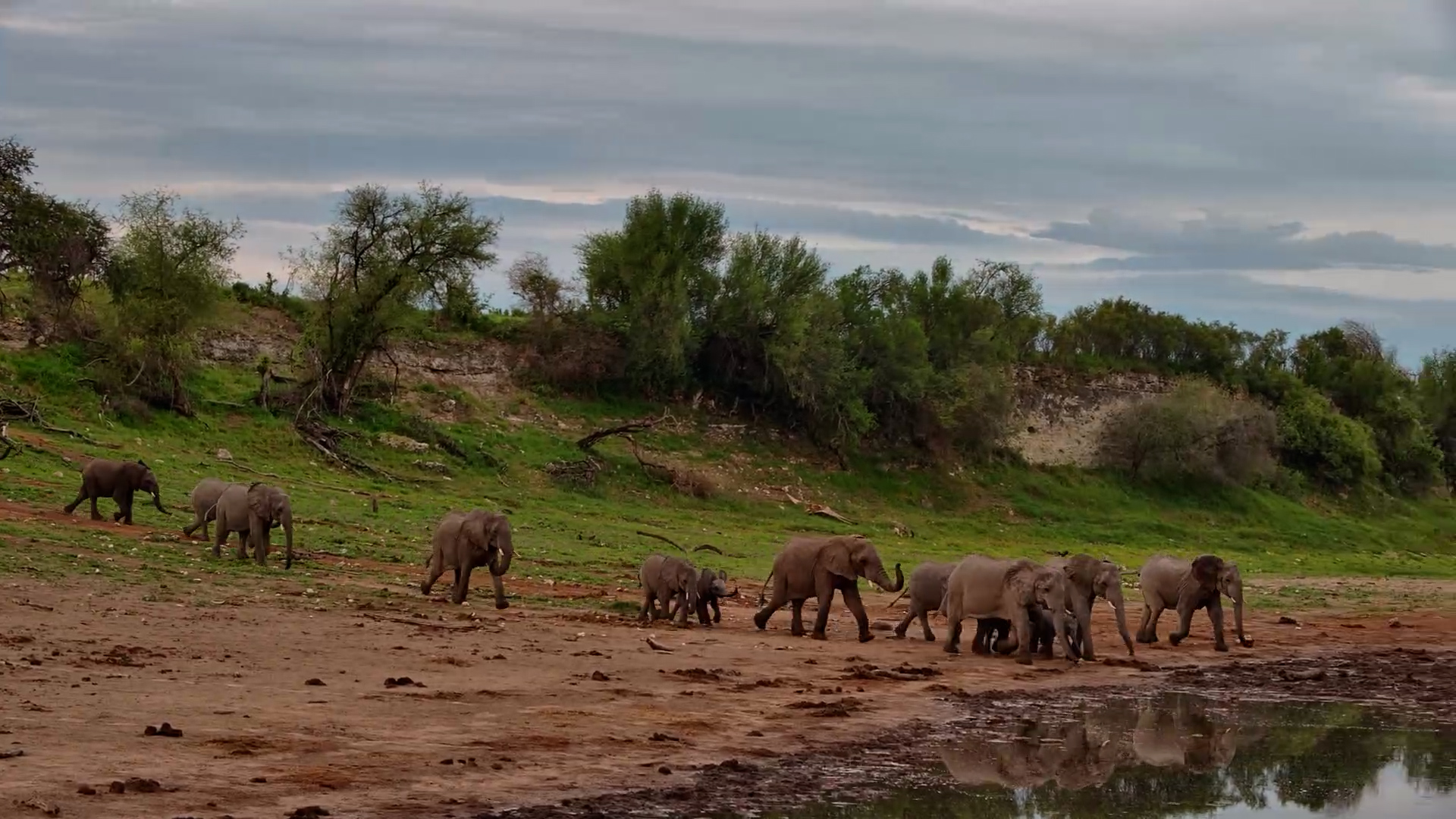 An Excited Herd Descends for Water