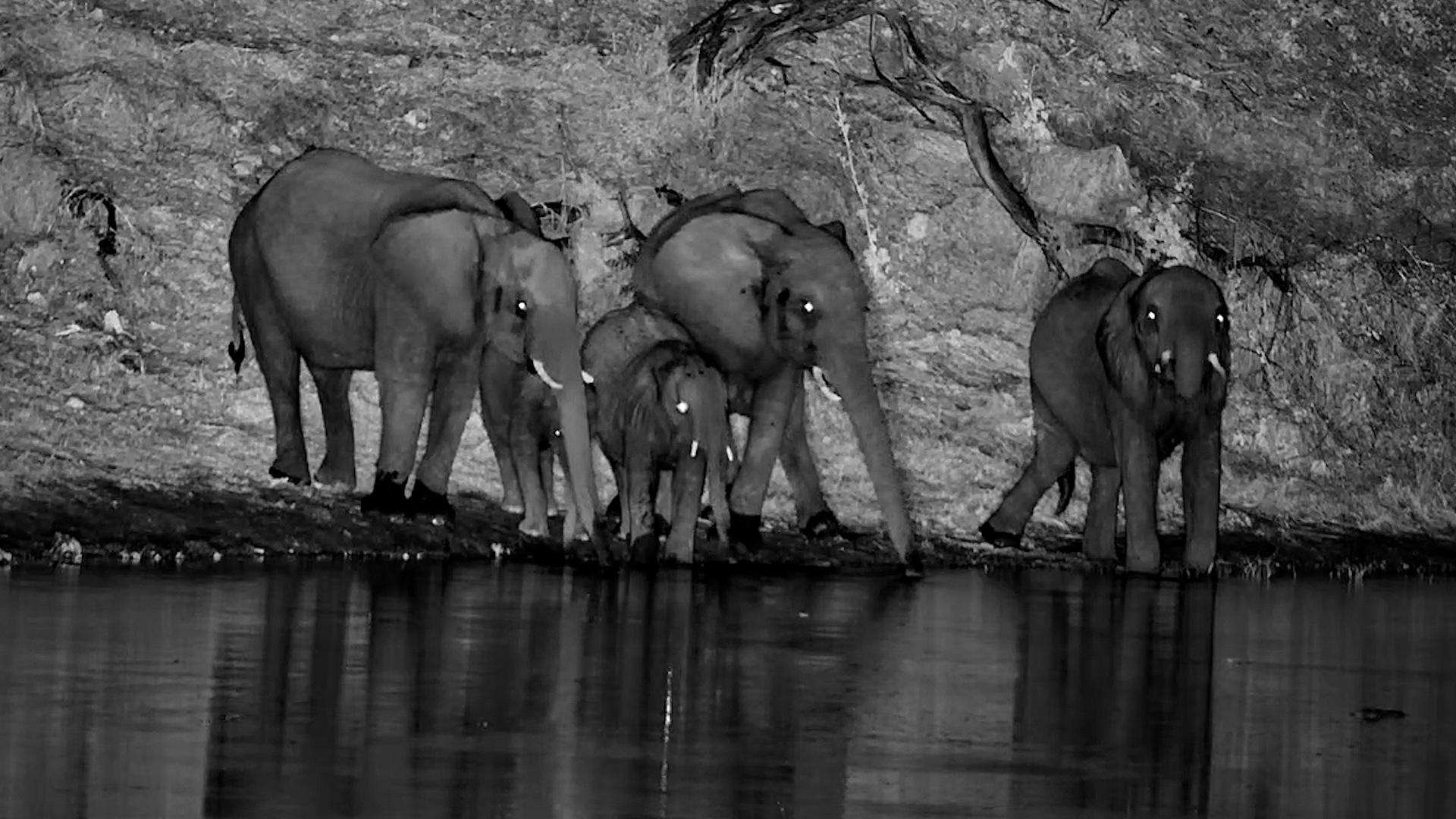 The Herd's Quiet Night time Routine