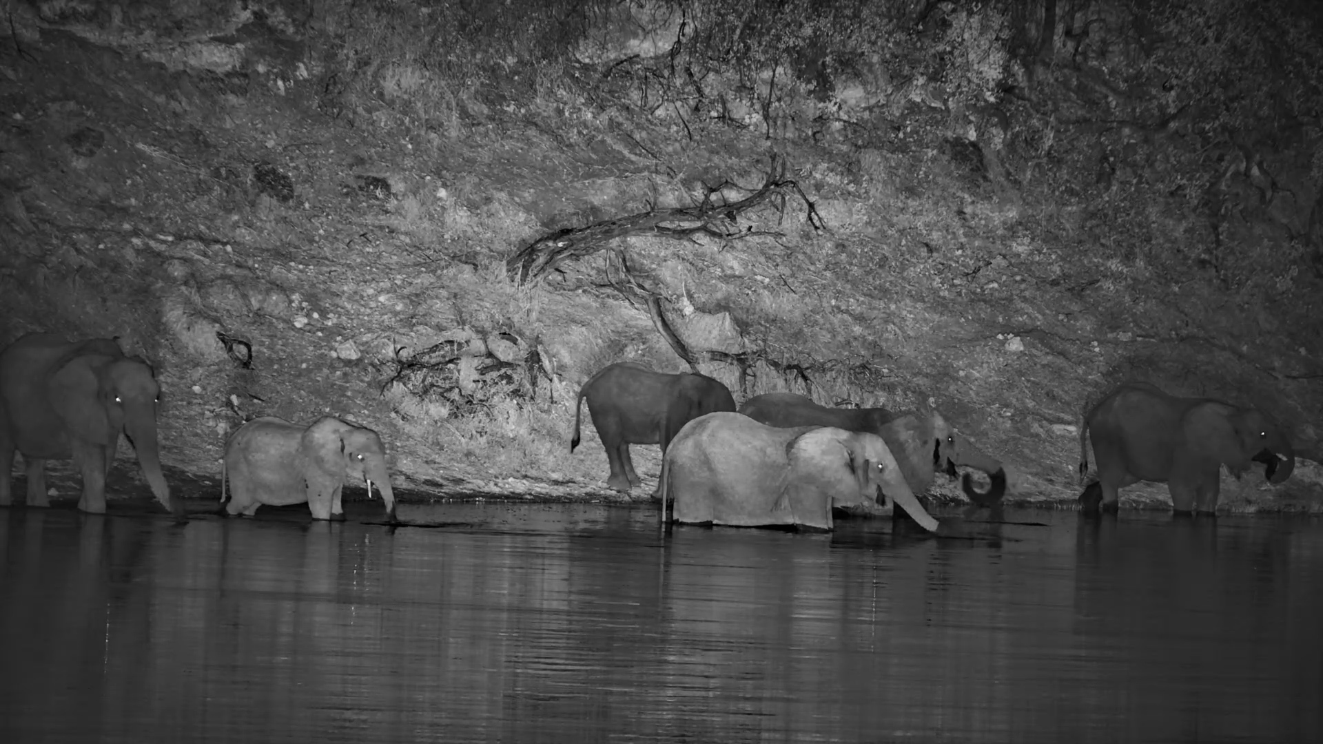 A Midnight Visit to the Waterhole