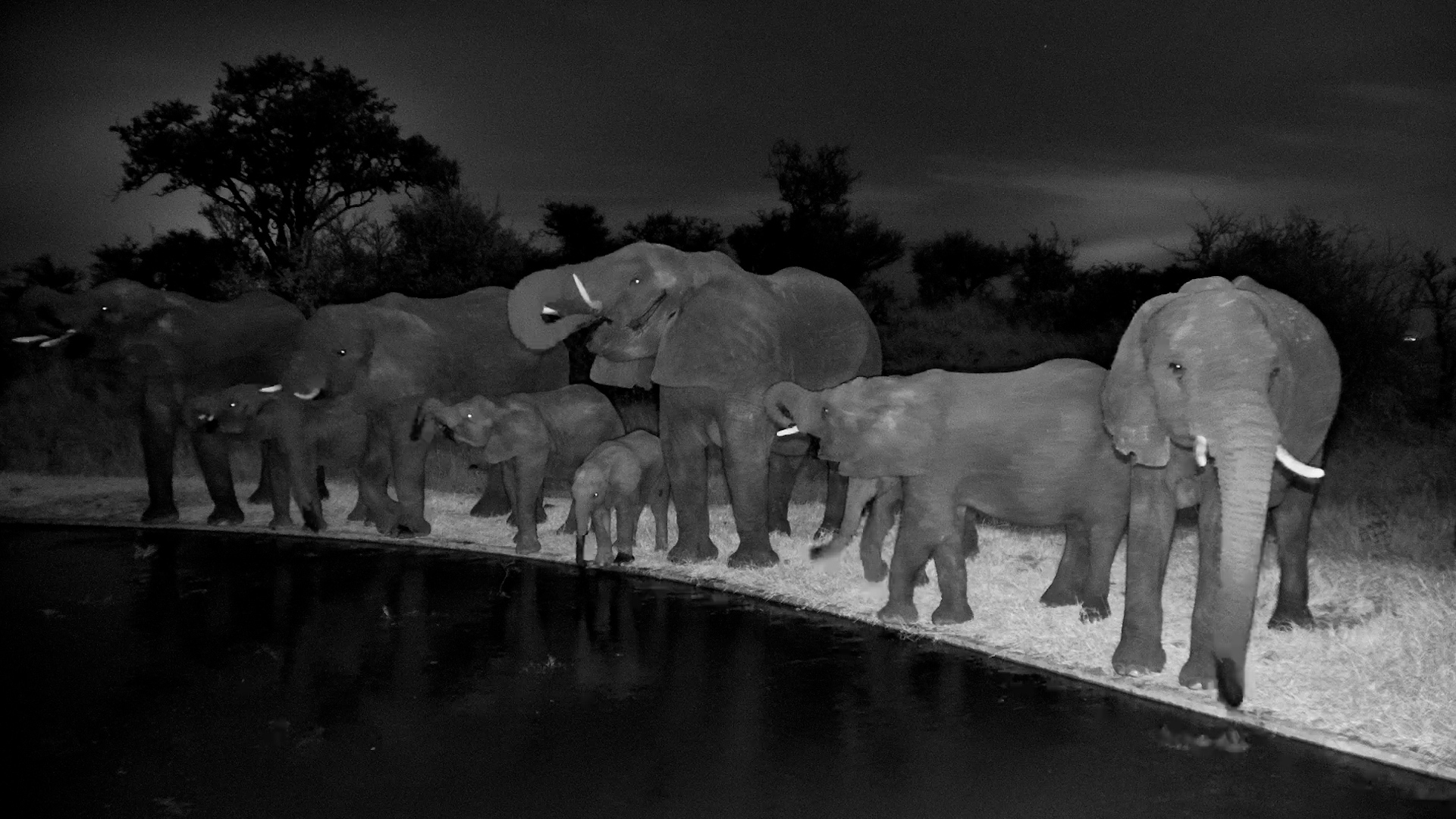 The Serengeti's Gentle Giants