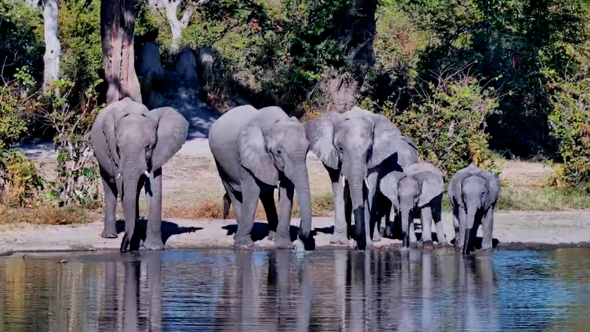 The Waterhole Belonged to the Herd