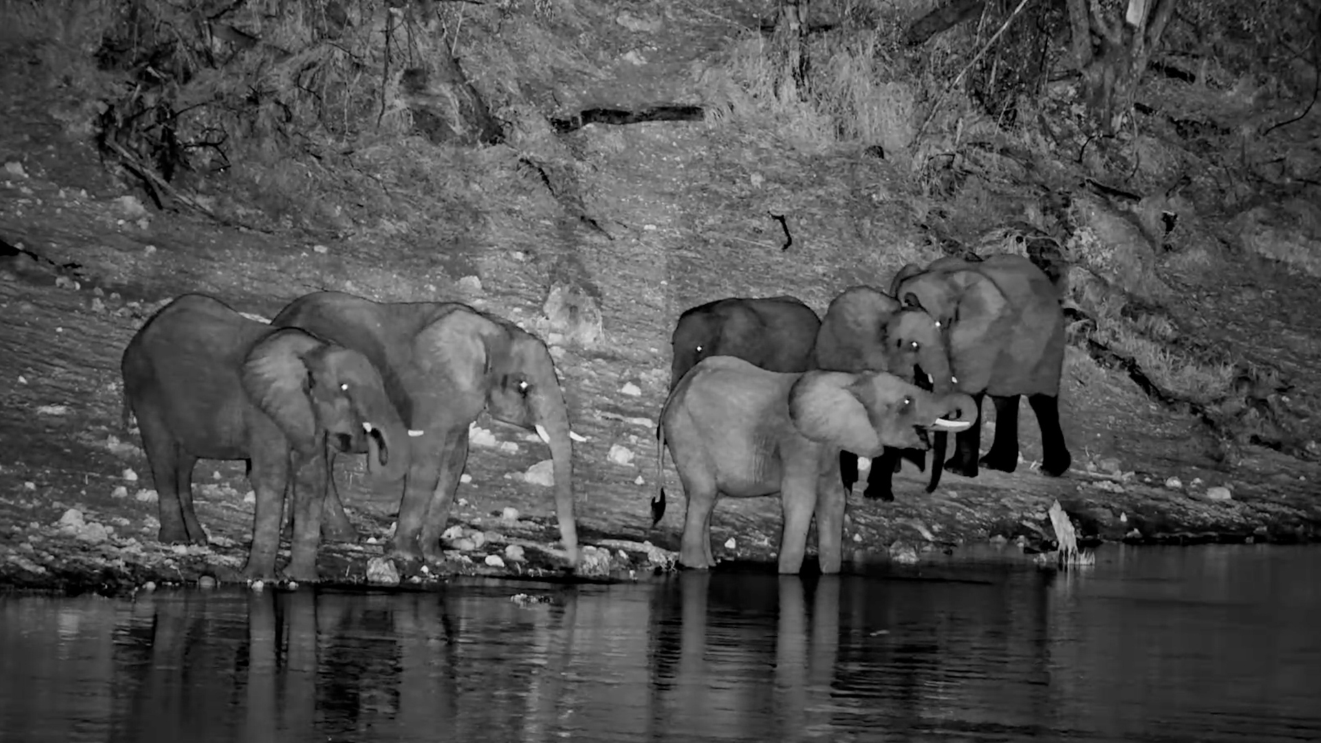 Elephants Drink in the Moonlight Reflections