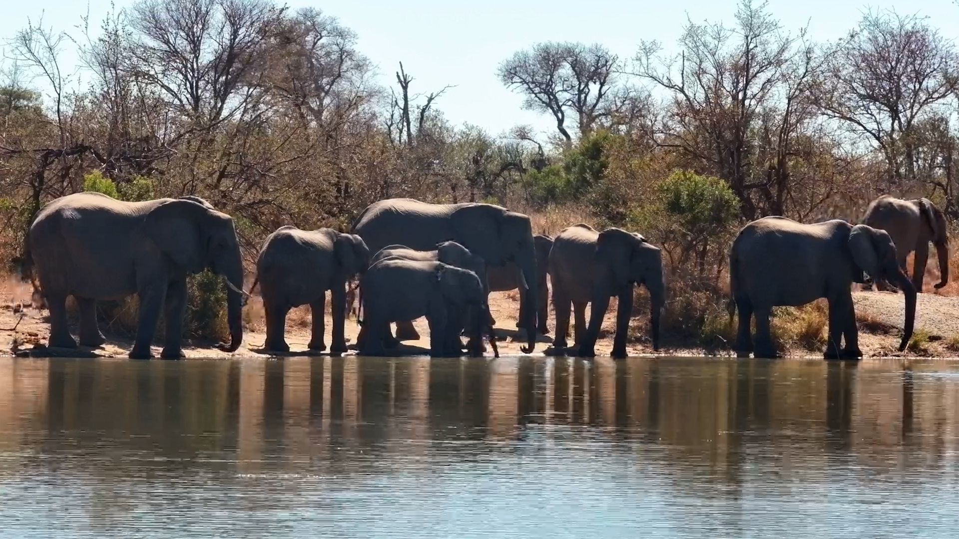 The Whole Elephant Family Stops for a Drink