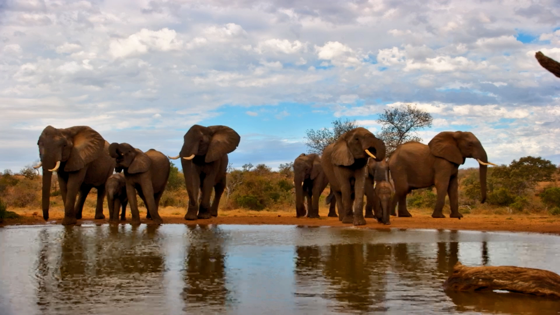 Elephants Arrive in the Wind... Then Make a Quick Exit!
