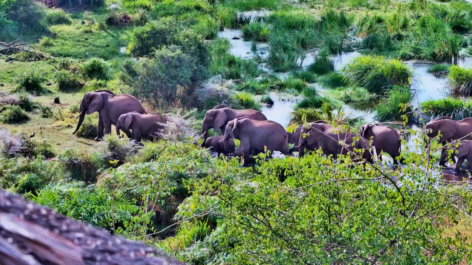Finch Hattons Belonged to the Elephants