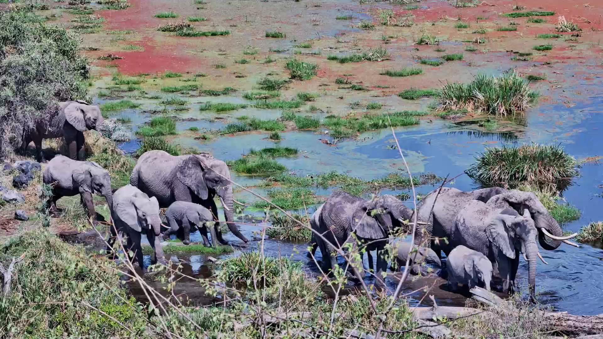 Elephant Herd Wades Through Water