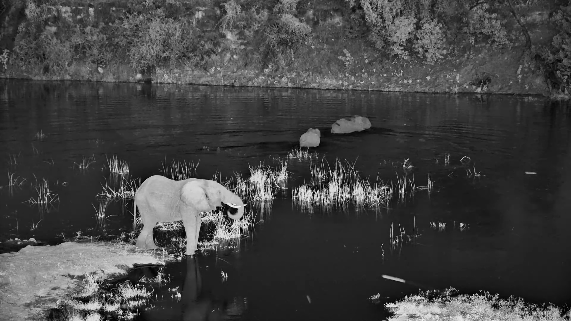 Quiet Giants, Dark Waters