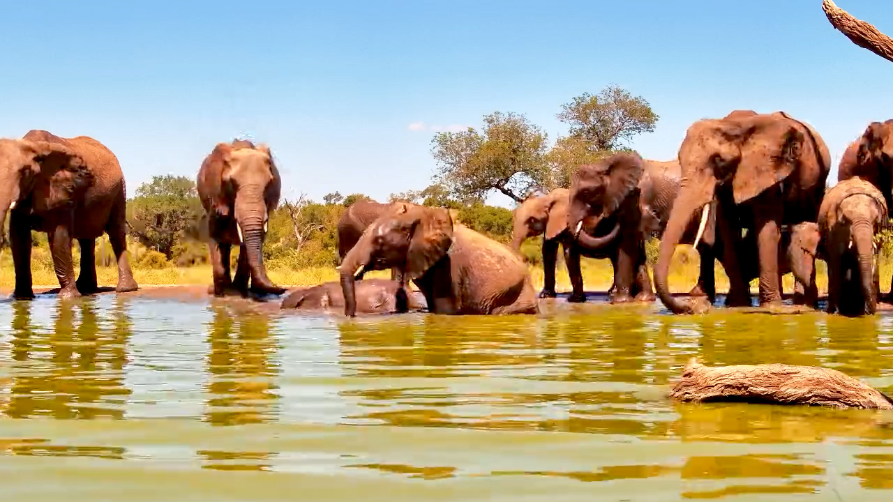 Elephant Family Time!