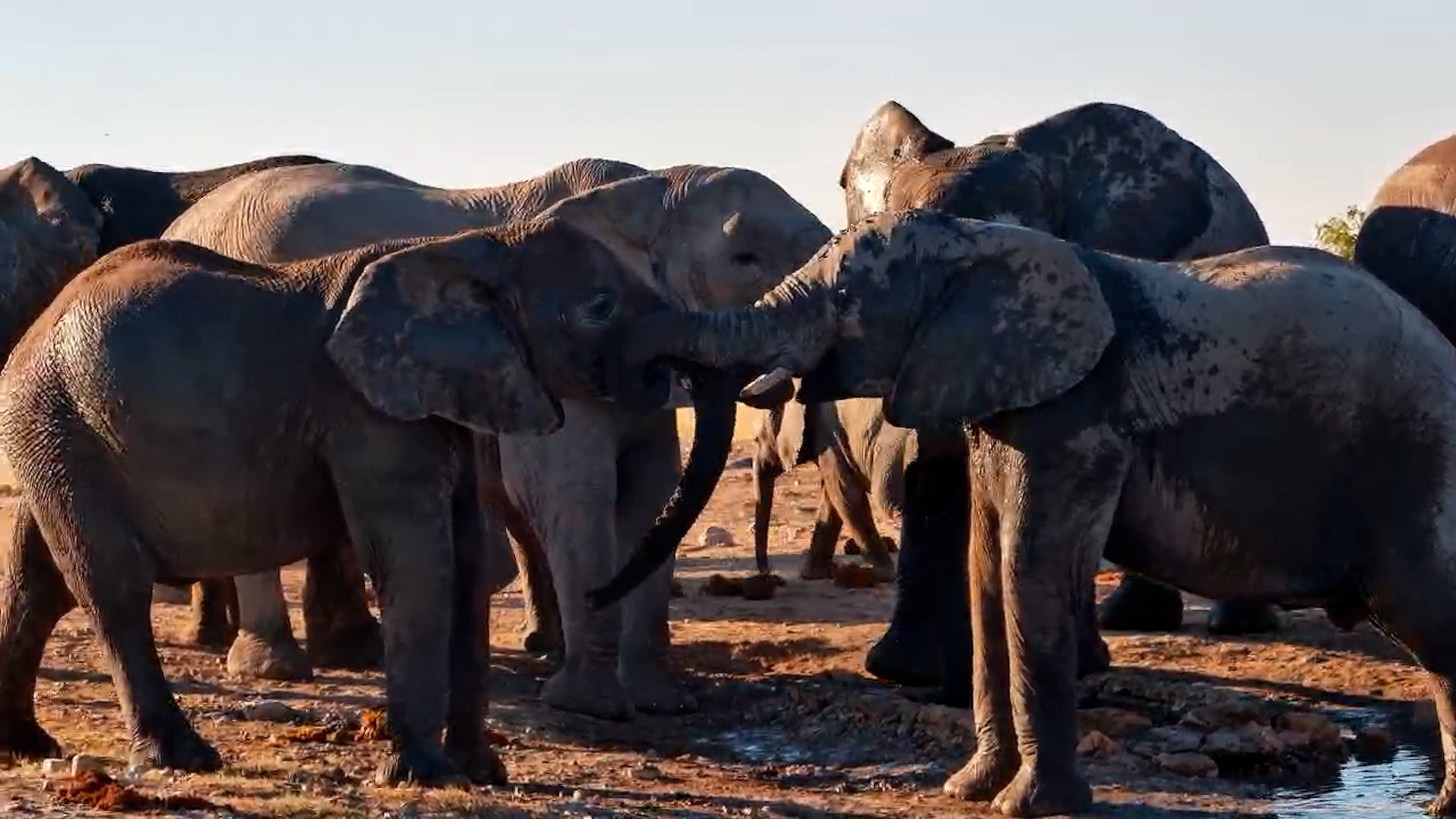 Elephant Herd Arrived for a Family Drink
