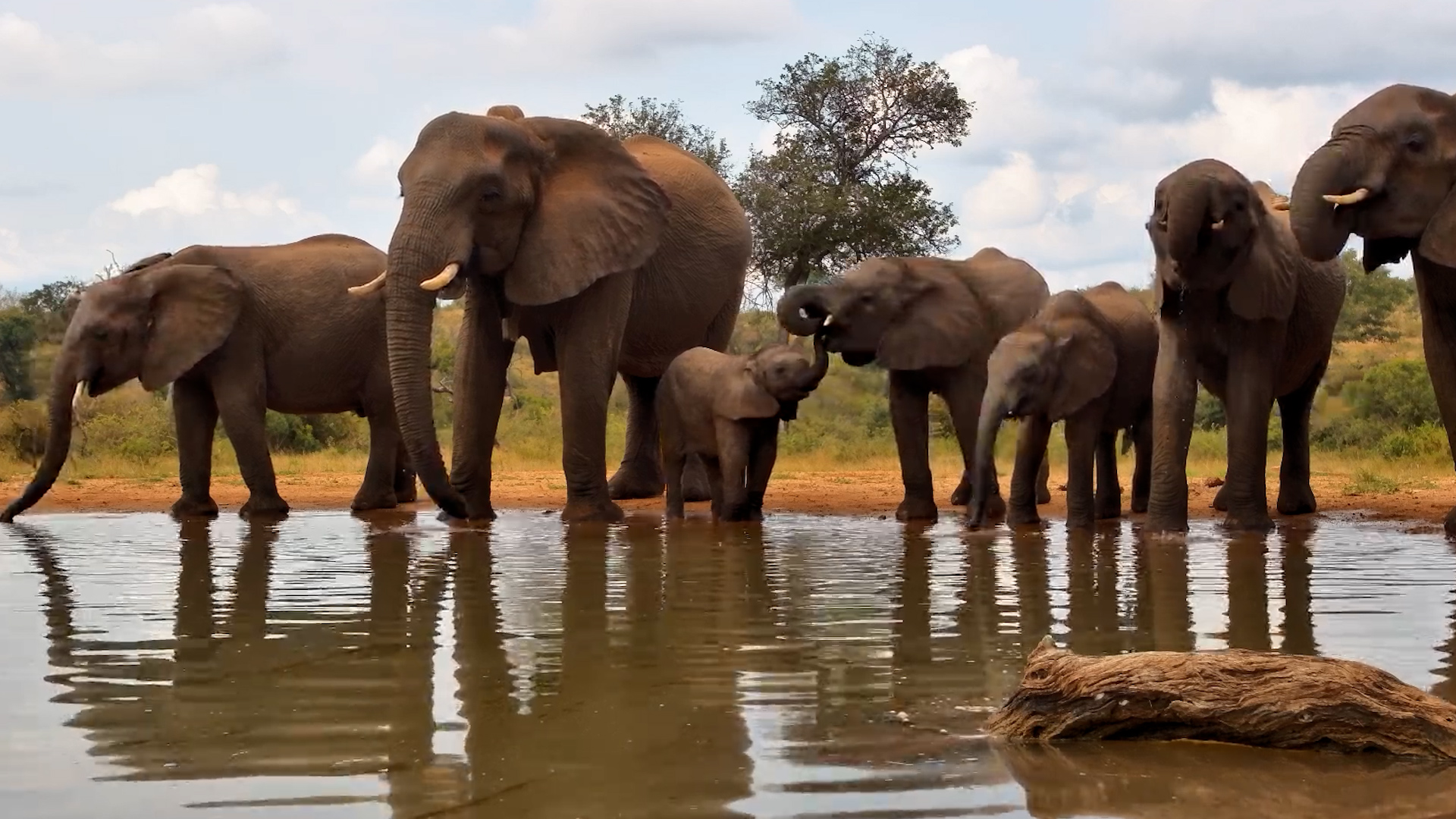 The Elephant Family Arrived Together for a Drink