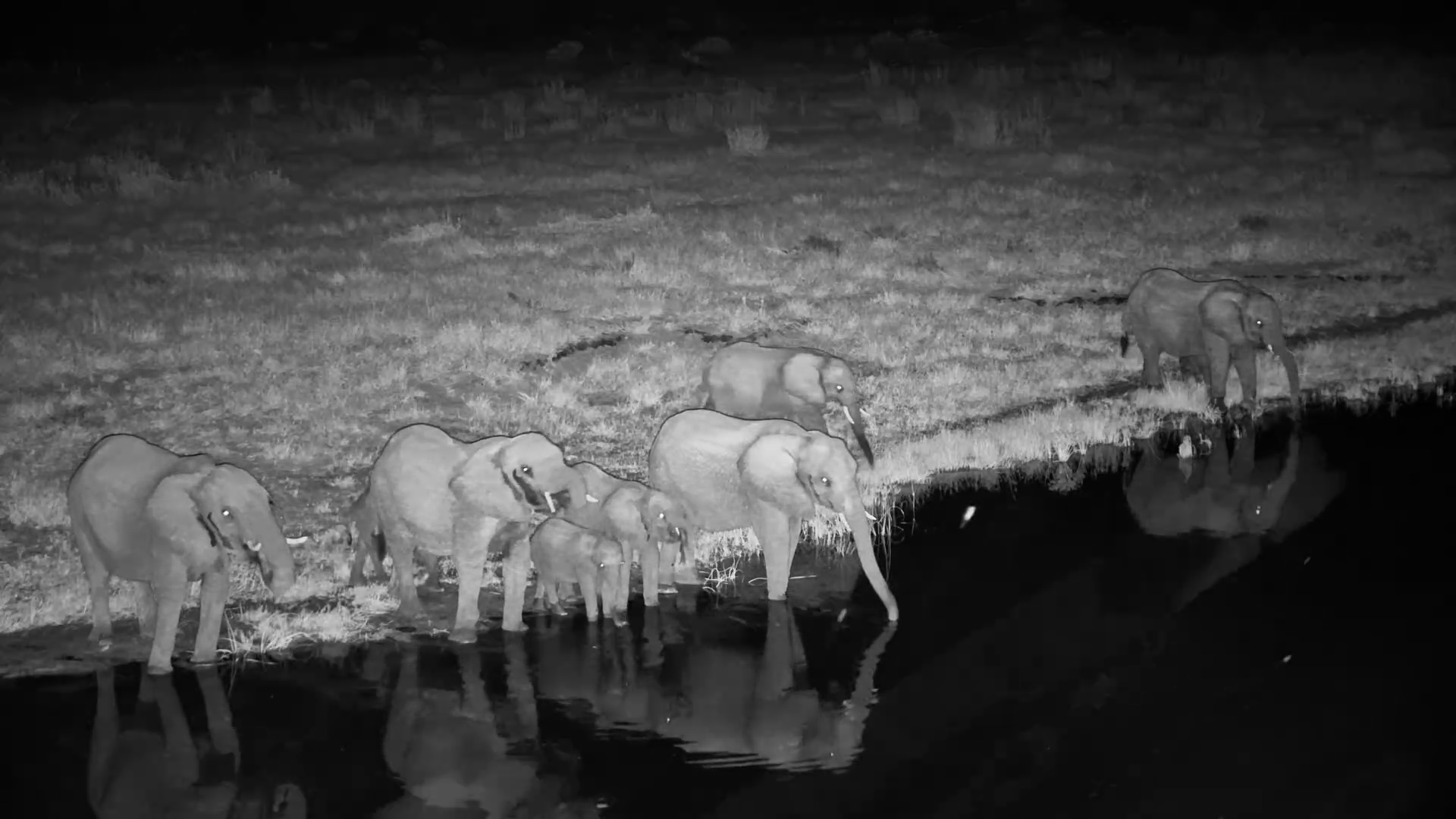 Gentle Giants After Dark | Herd Hydrates at the Waterhole