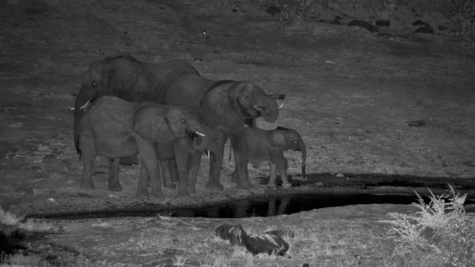Bull Elephant Had More Than Water on His Mind