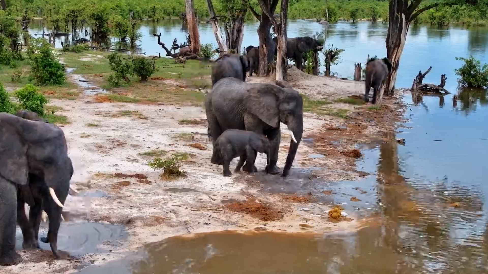 A Variety of Elephants