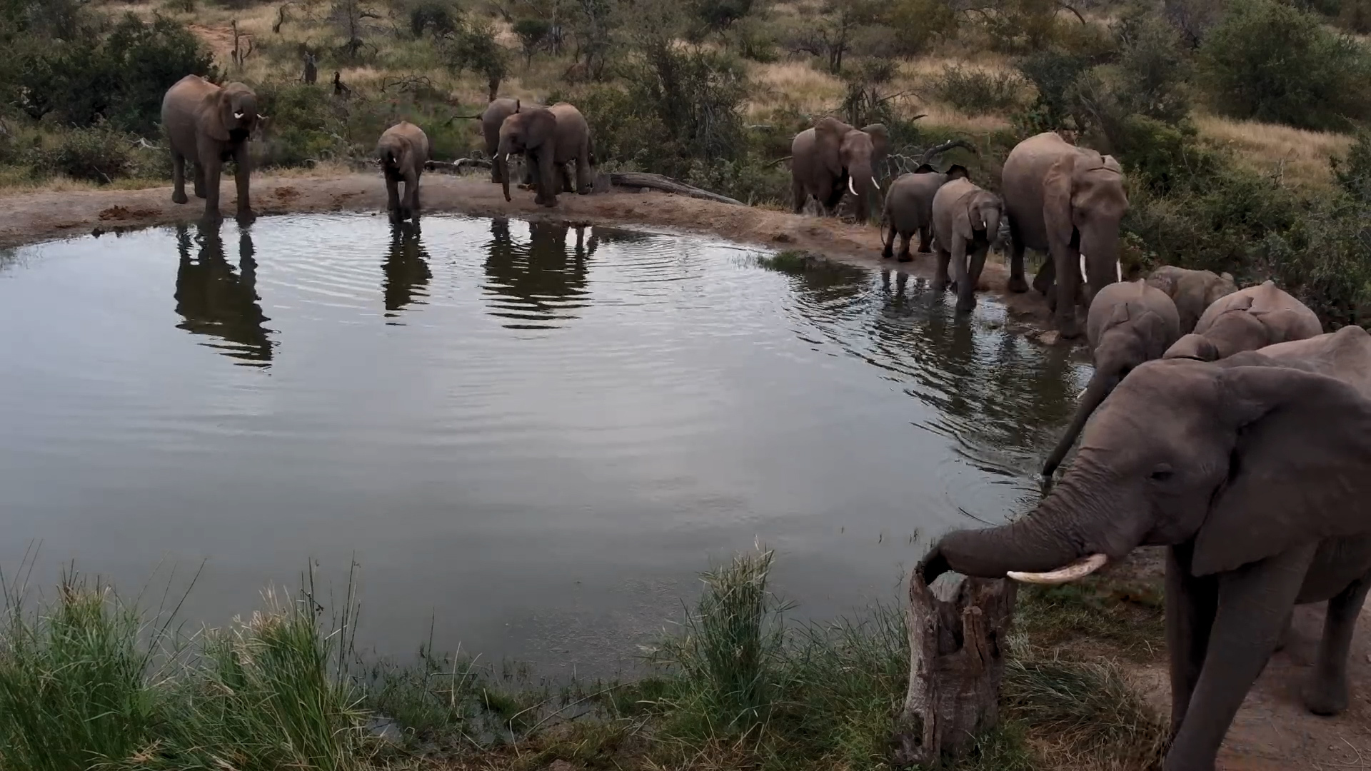 The Waterhole’s Most Popular Attraction? A Tree Stump