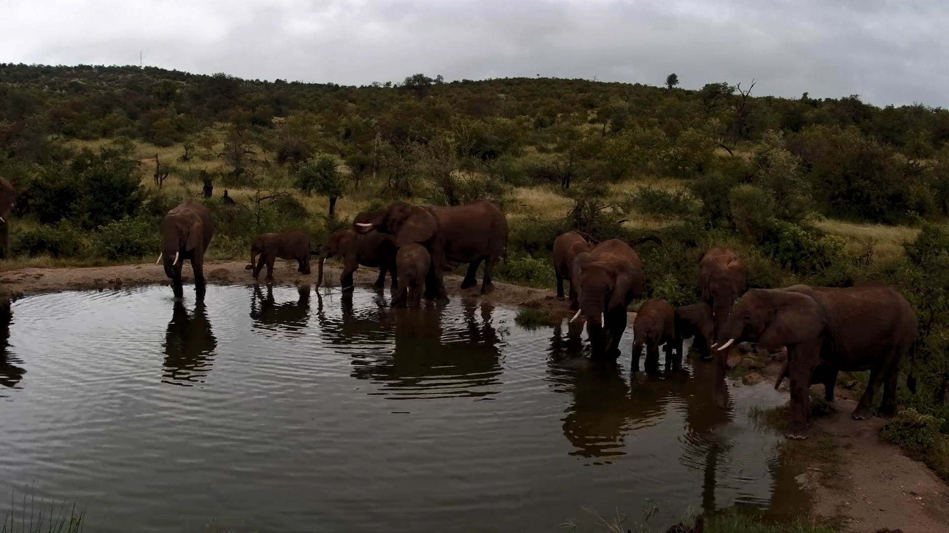 Elephant Herd Quenches Their Thirst