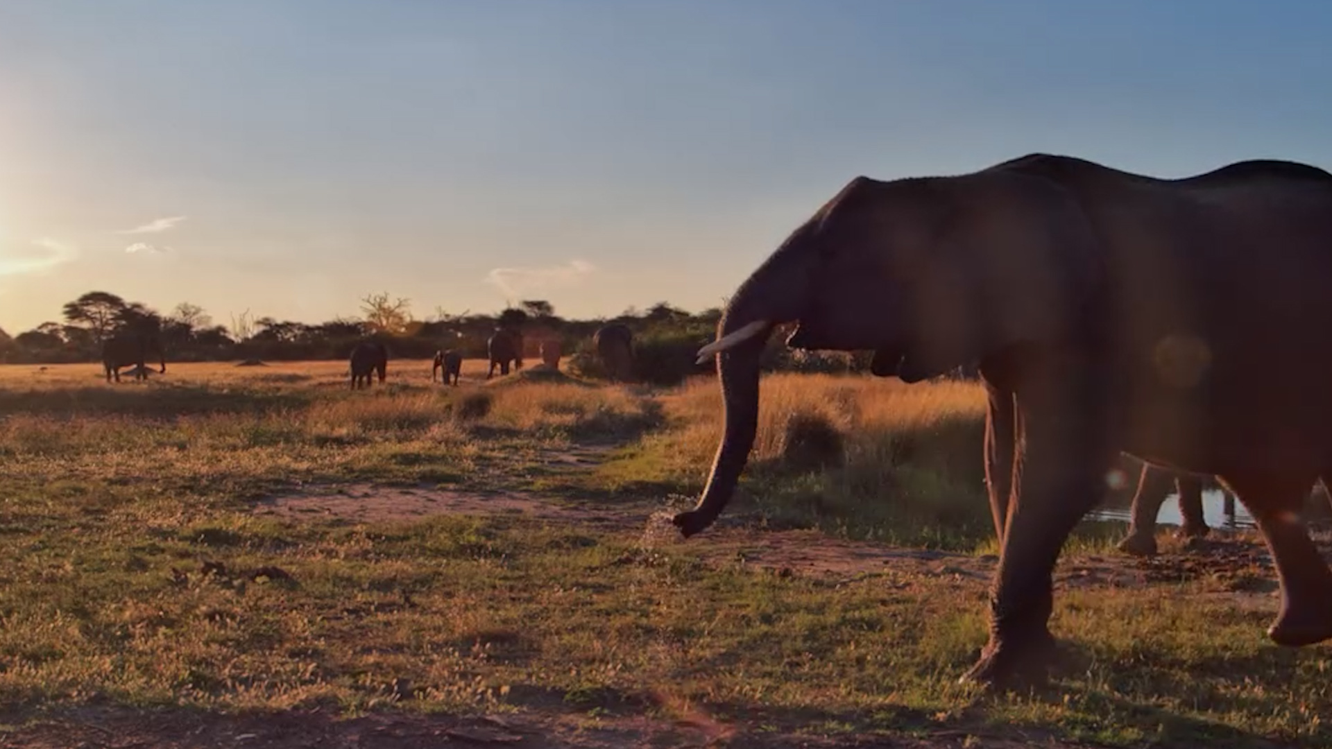 Elephants Swarm The Hide