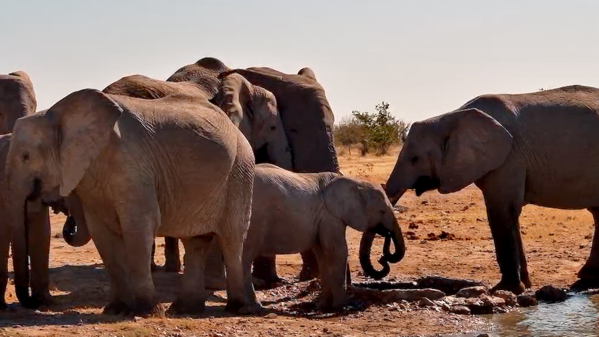 A Family Drink Stop for the Elephant Herd