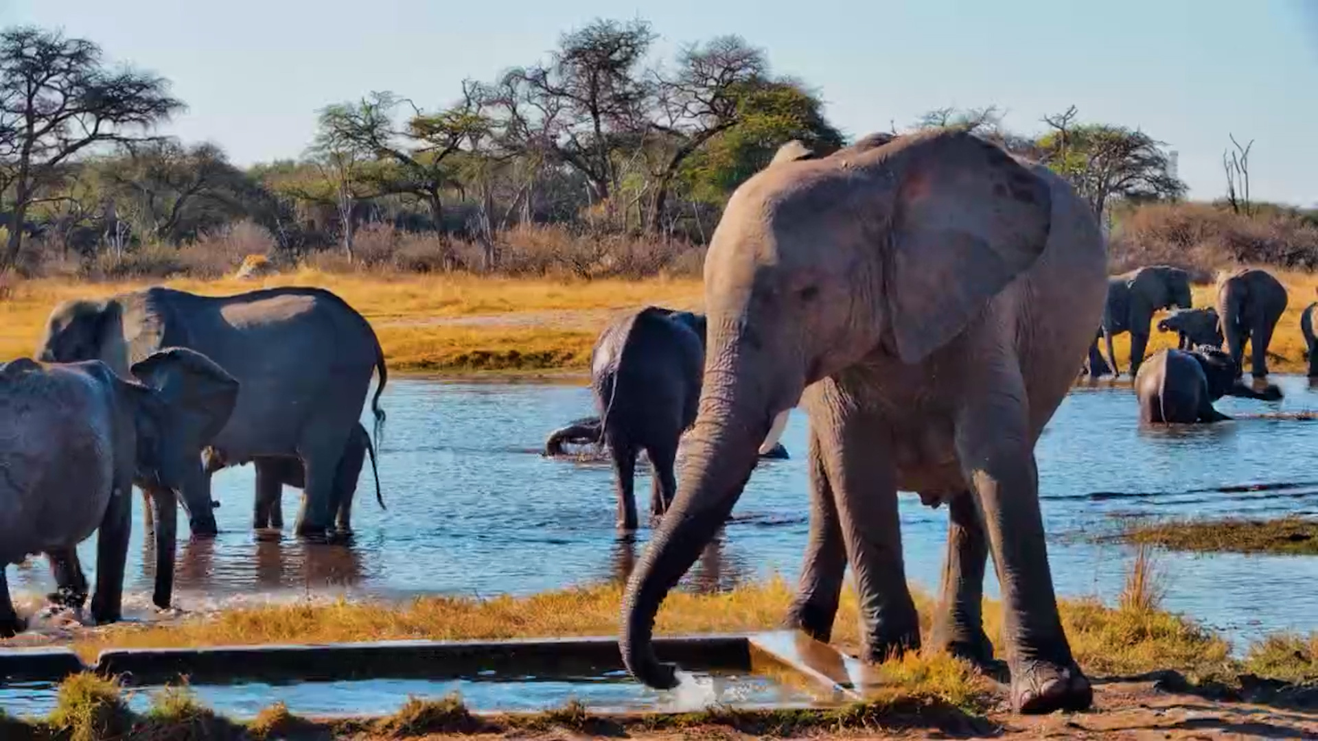 Elephant Rush Hour at The Hide