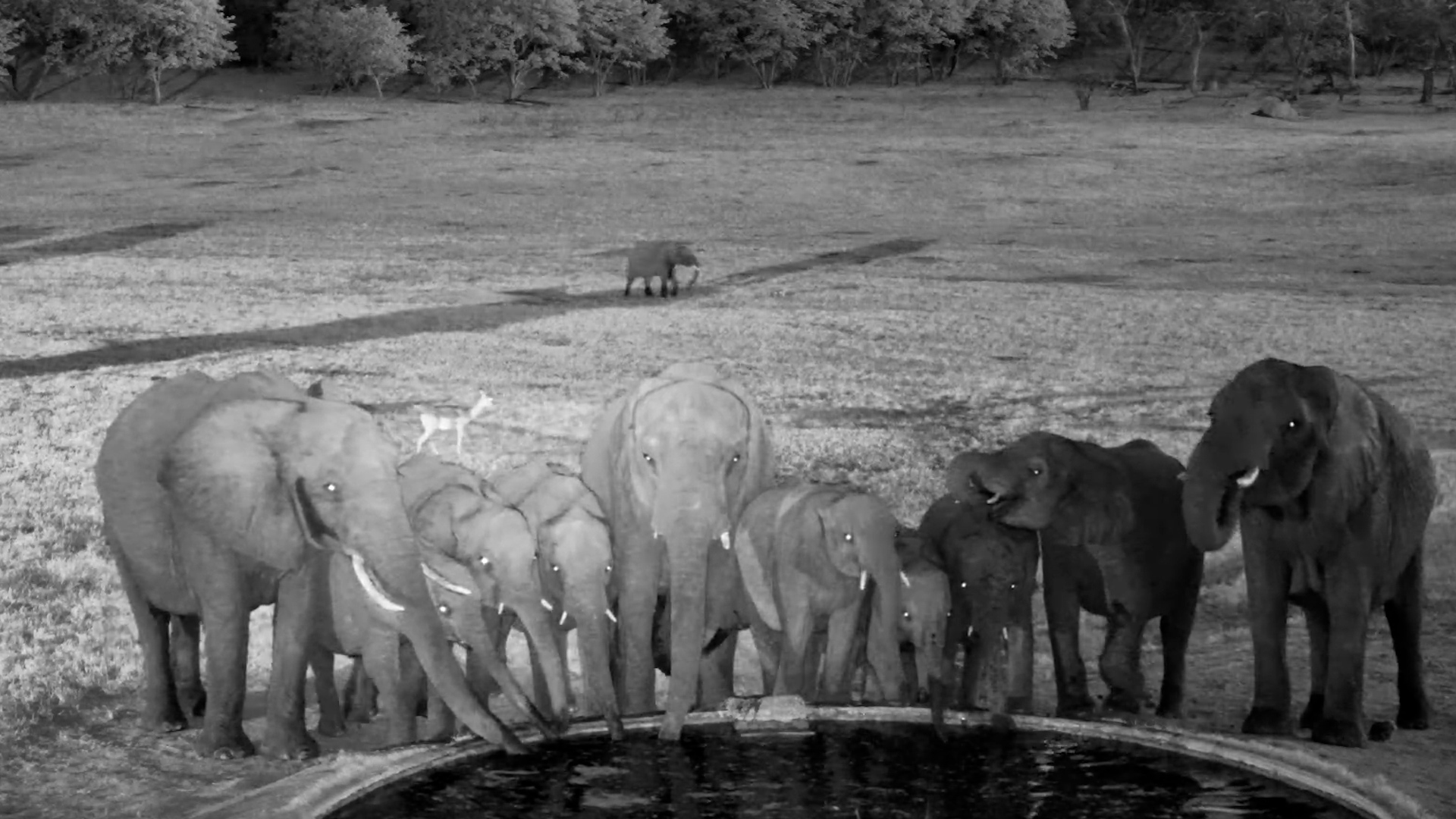 Elephants Gather at the Well as Evening Falls