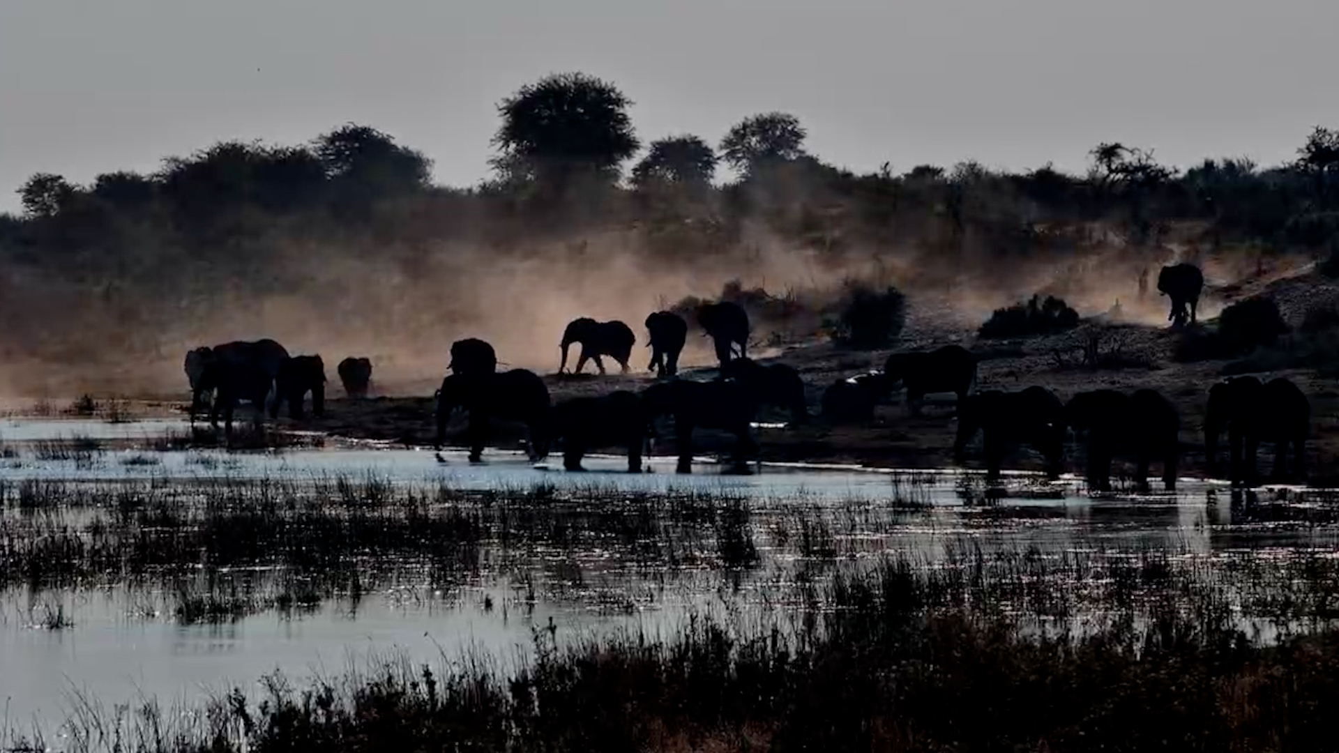 Elephants Turned the Afternoon Into a Dust Storm