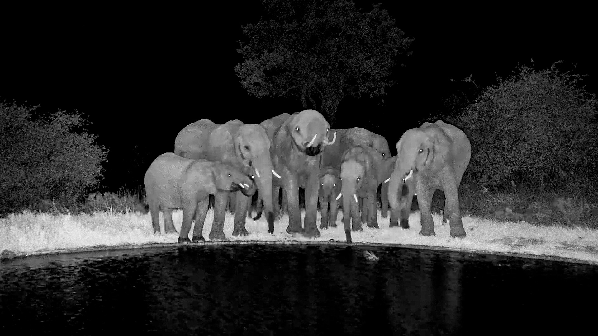 A Midnight Drink for the Herd