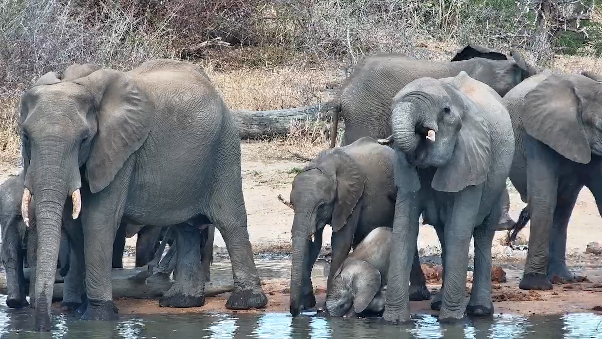 Elephant Herd Drinks with Adorable Calf