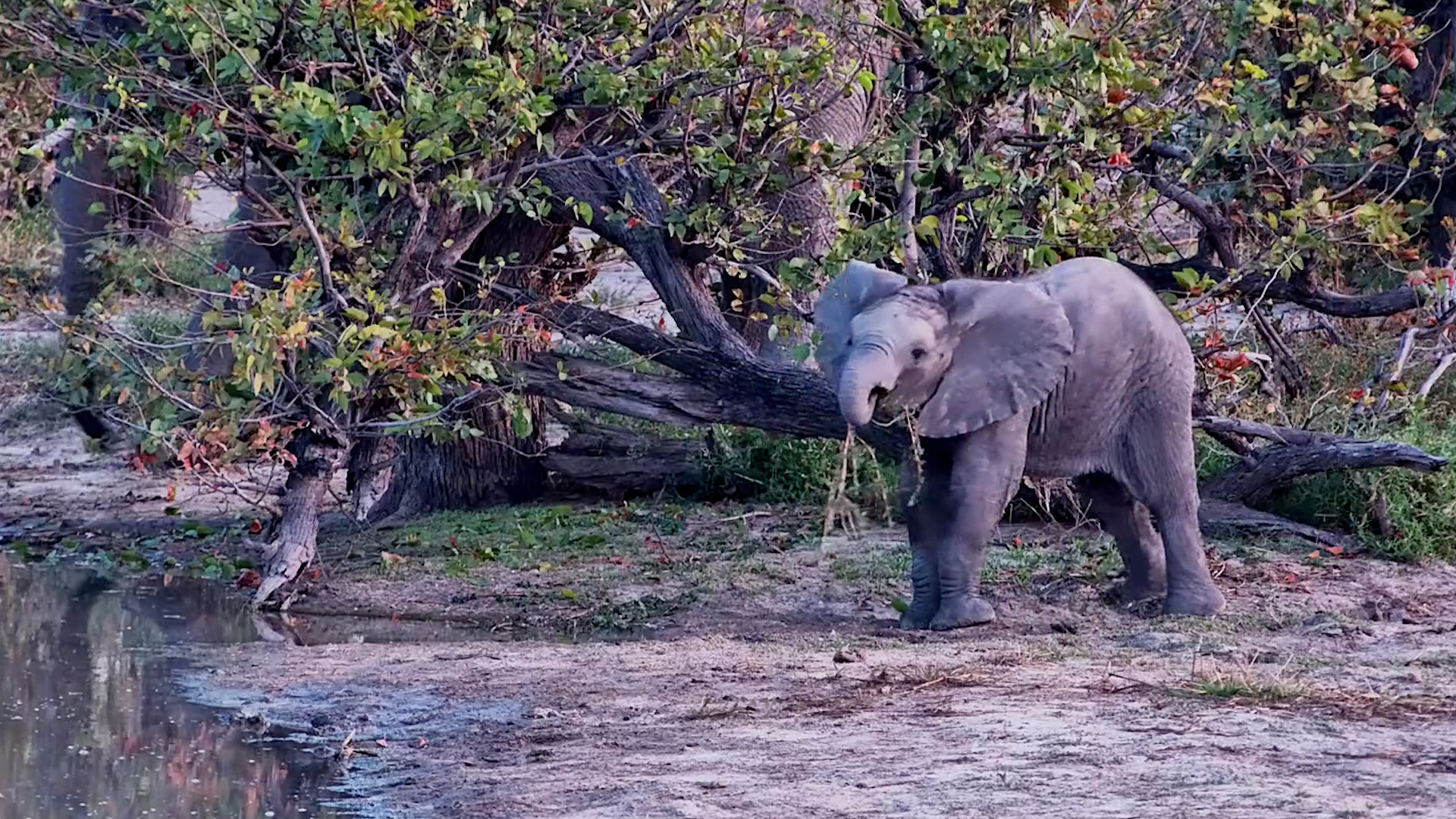 This Baby Elephant Found a New Toy