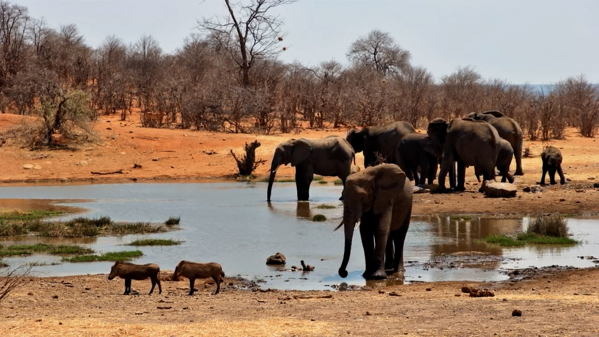 Gentle Giants Hang Out at the Waterhole