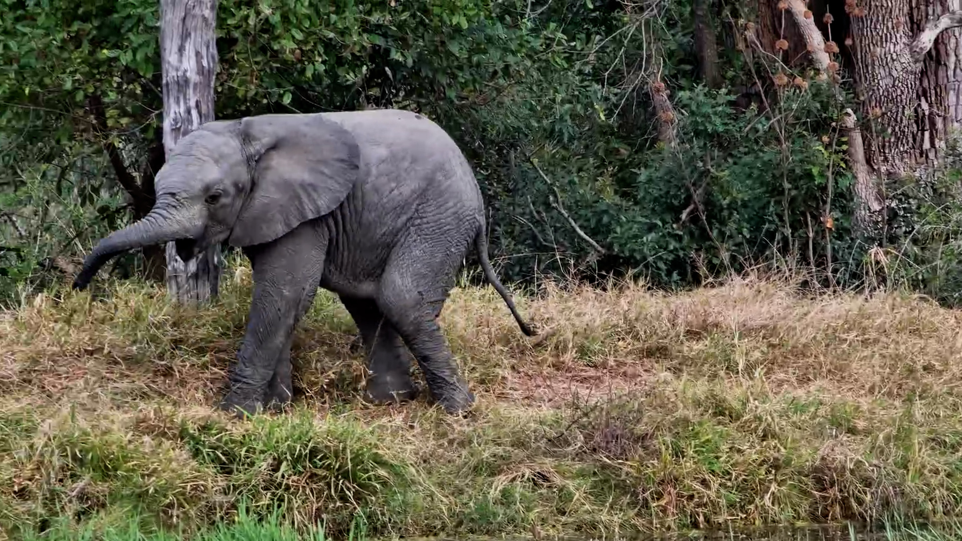 The Waterhole's Cutest Visitor