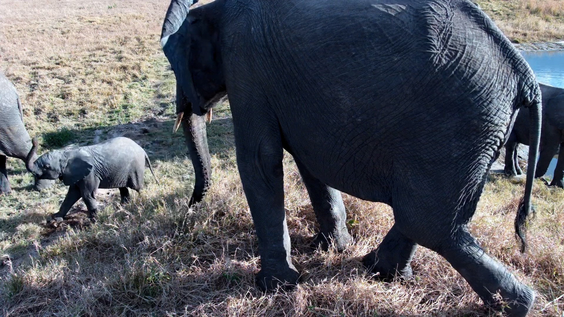 A Tiny Calf Steals the Show as the Herd Arrives