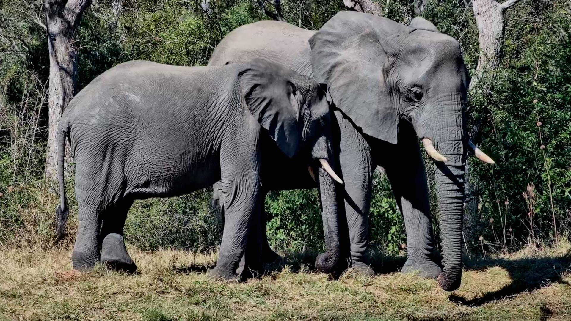 Slow Moments With an Elephant Family