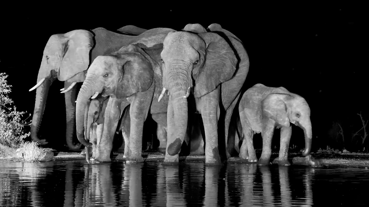 Quiet Giants | Elephants Drinking at Kings Camp