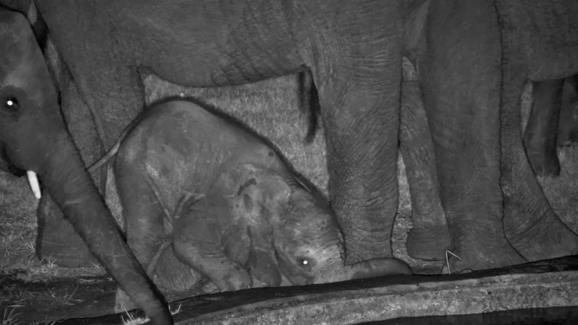 Elephant Herd Drinks, Calf Gets Creative!