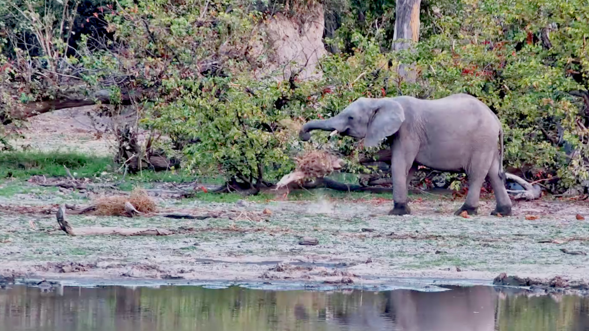 This Baby Elephant Got Distracted
