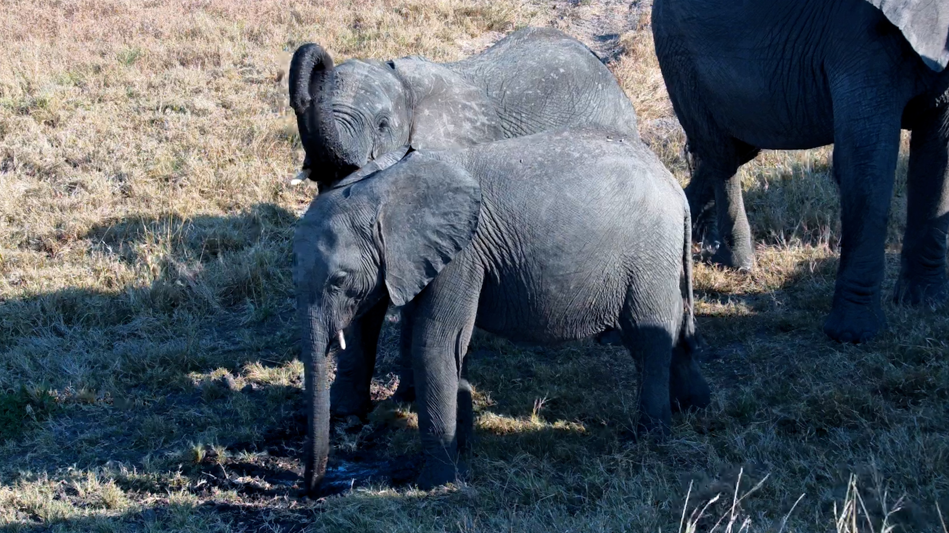 An Elephant Family Stays Together