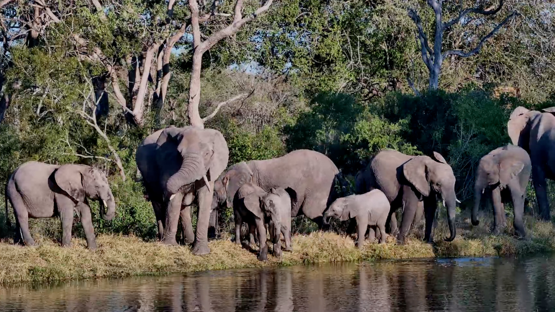 A Perfect Waterhole Scene