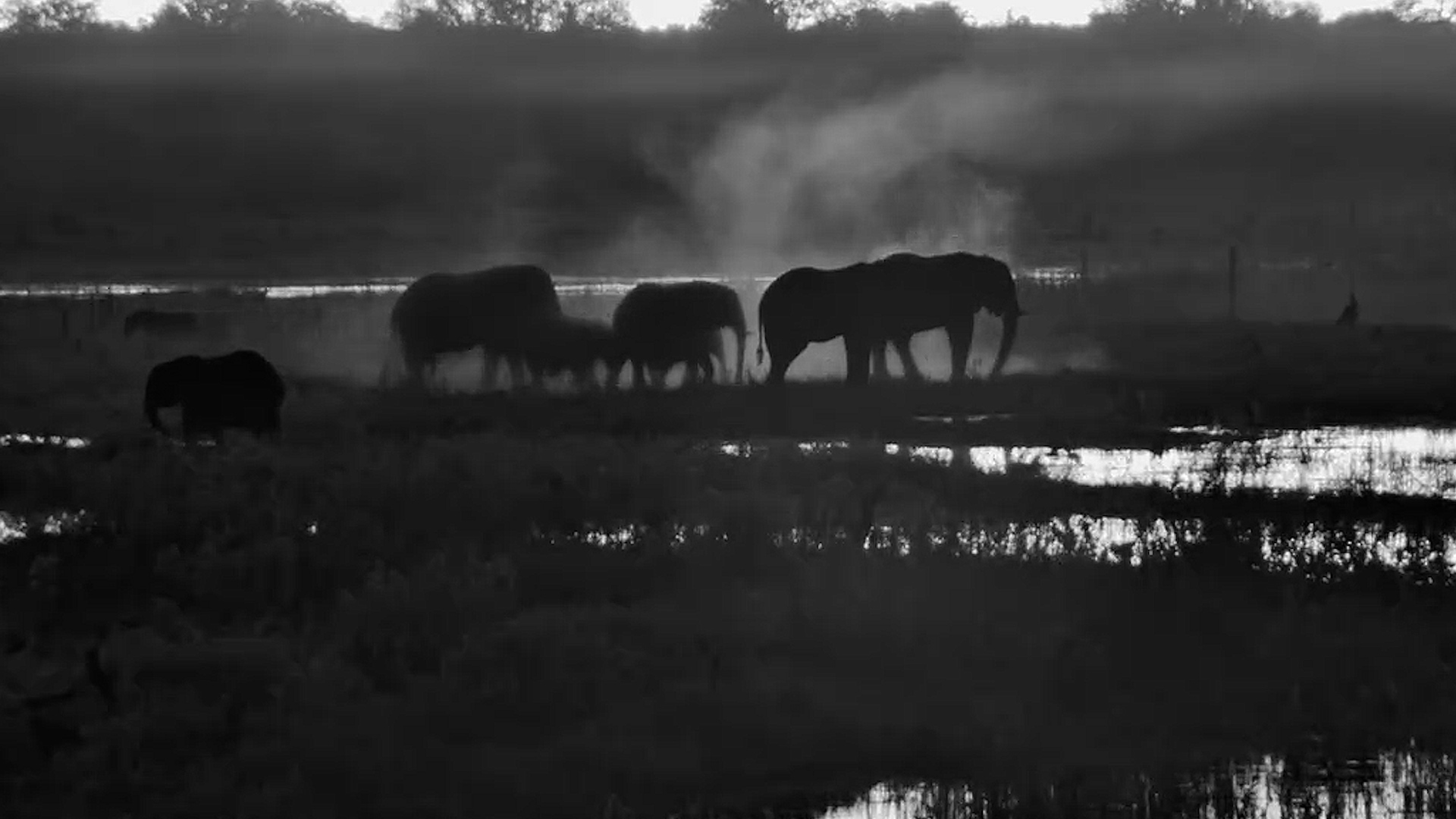 Elephants at Dusk in Botswana