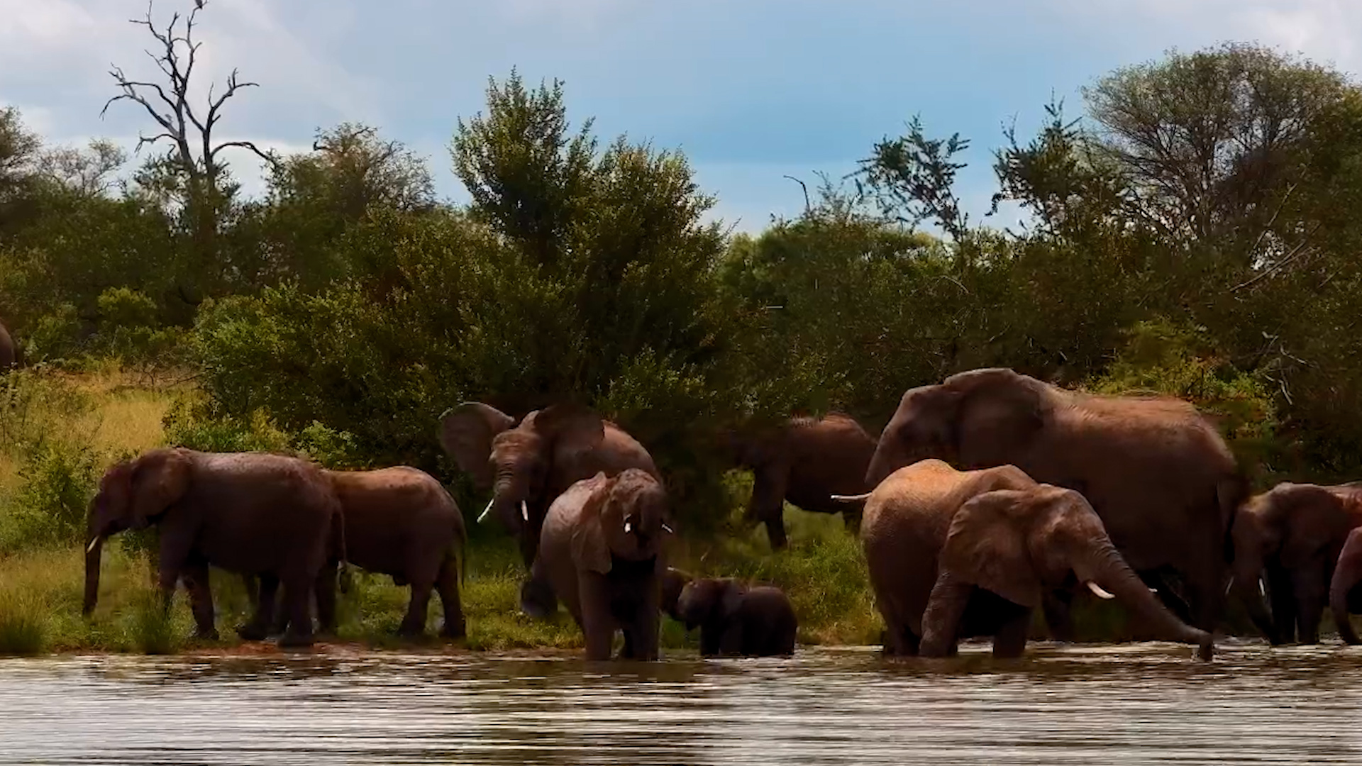 Elephant Herd Stops for Water