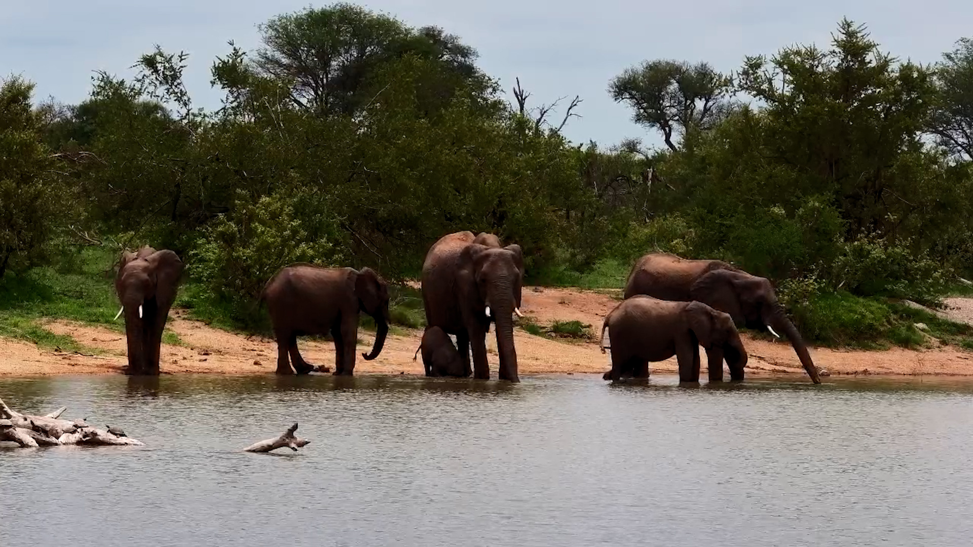 Elephant Herd Enjoys a Relaxing Drink