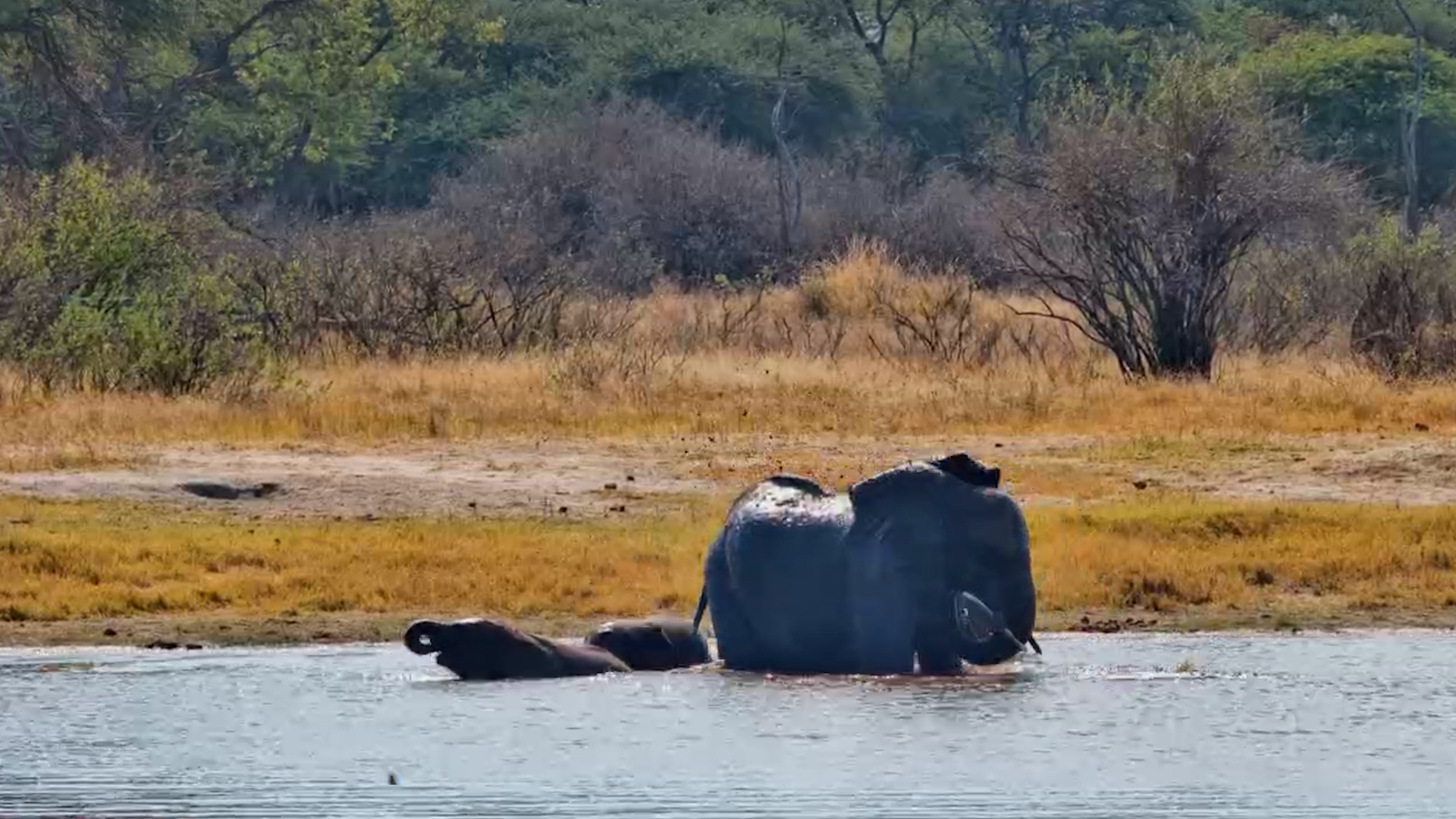 Watch These Elephants Cool Off