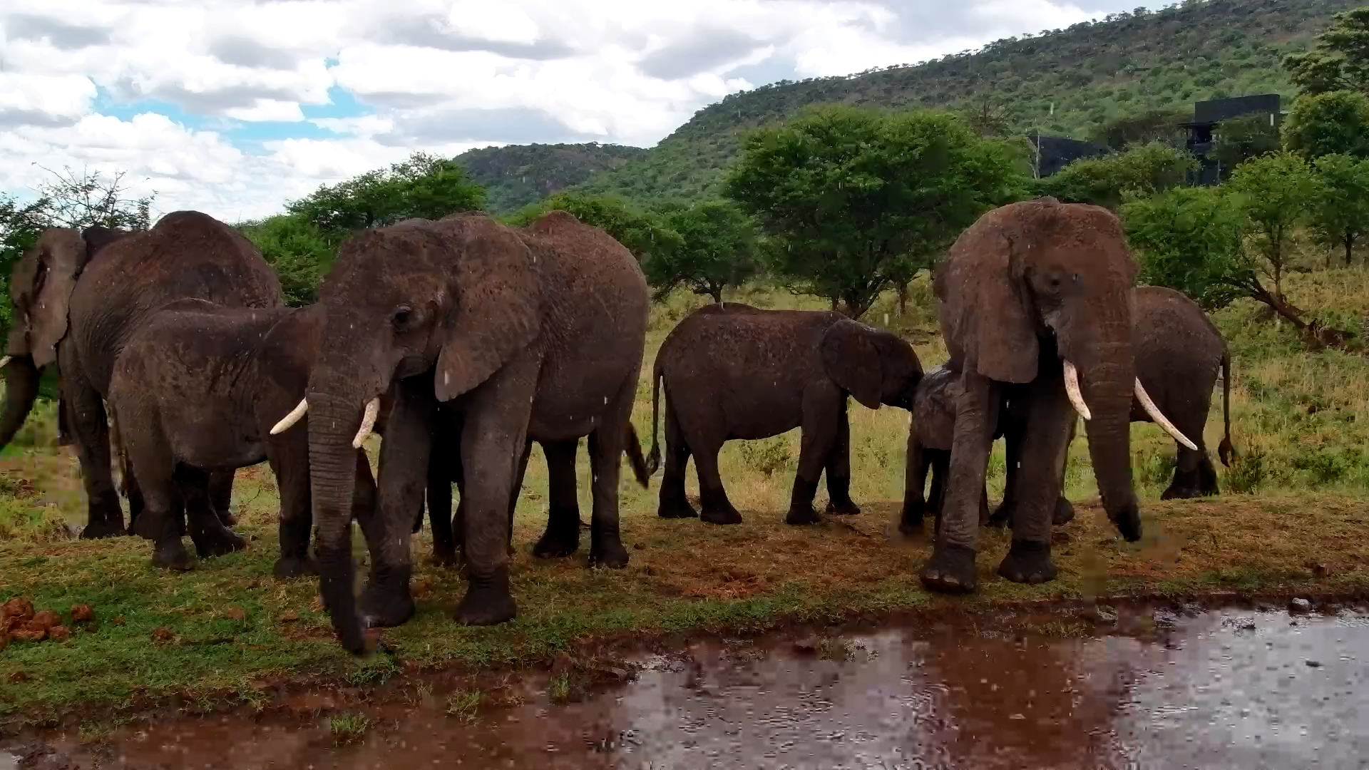 Elephant Herd Stands in the Rain in the Serengeti