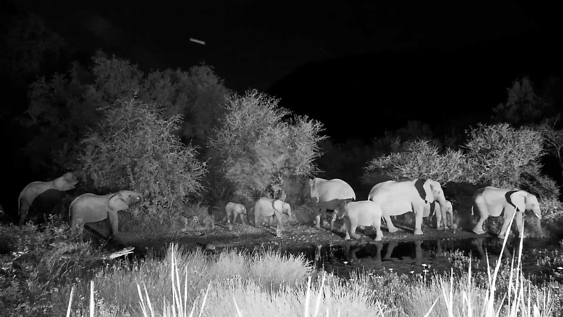 A Herd Emerges in the Night to Feed