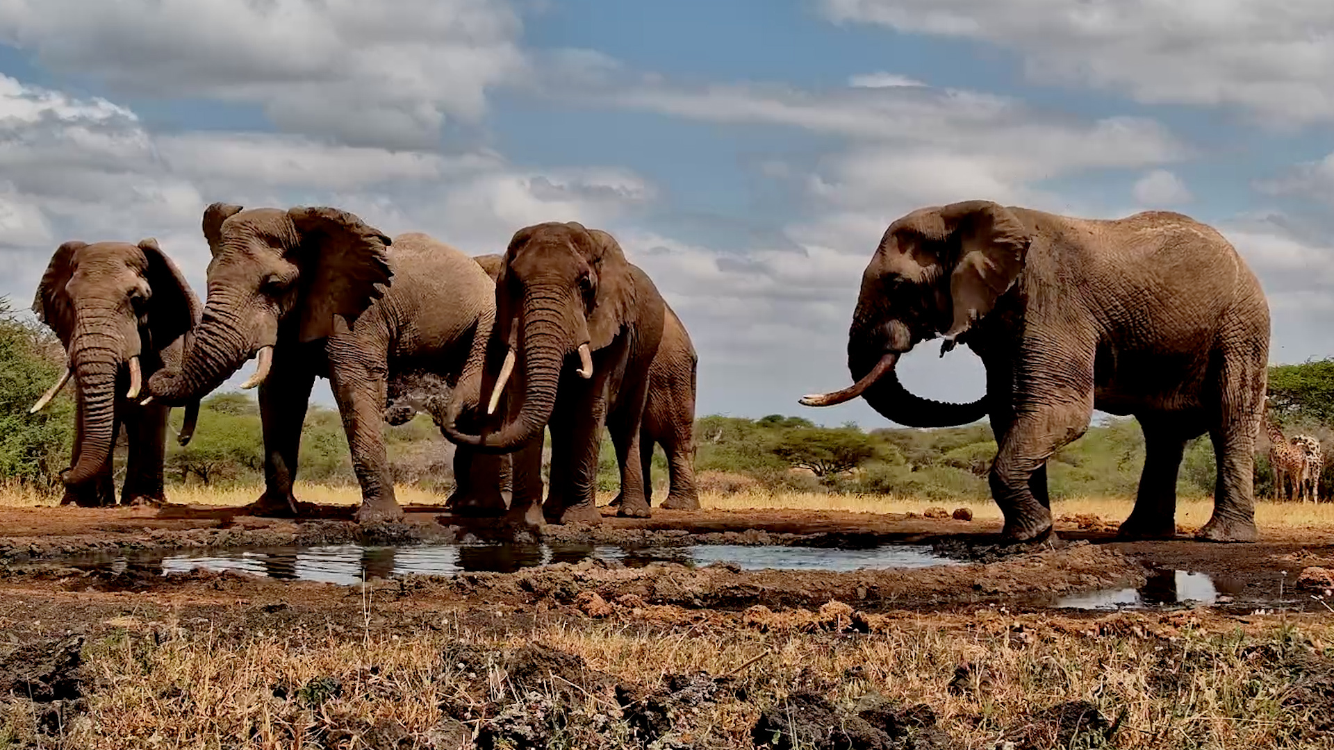 Old Elephant Bulls Gather for a Quiet Drink