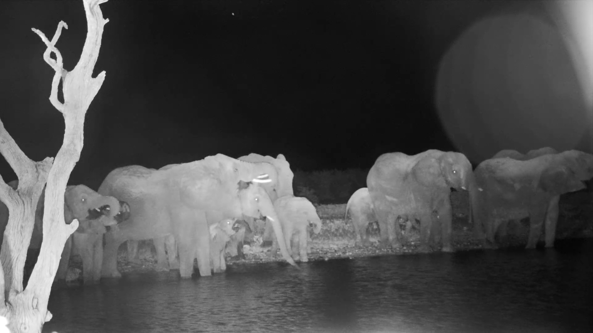 Elephant Family Arrives at Safarihoek