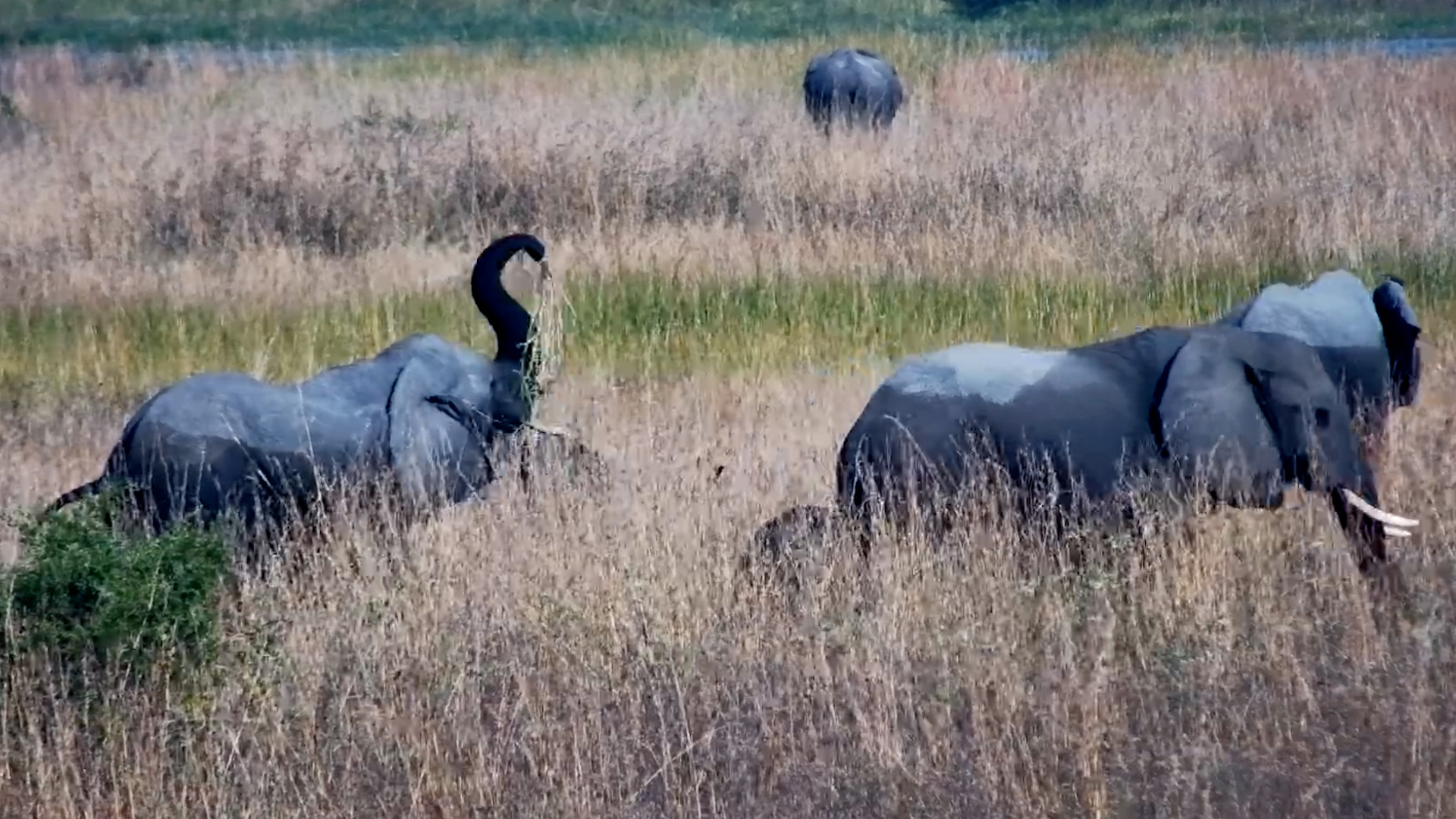 Elephants Move Through Botswana’s Marsh Grassland