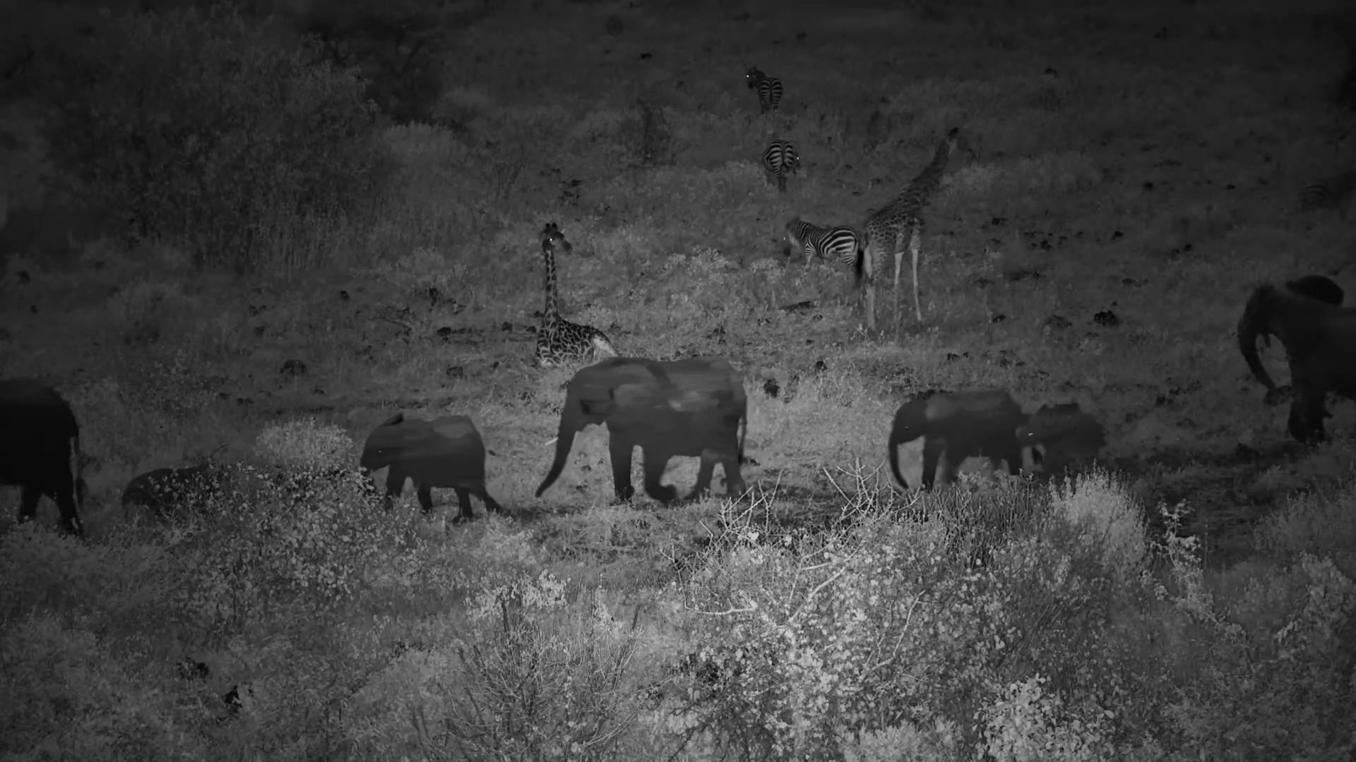 A Midnight Elephant Parade