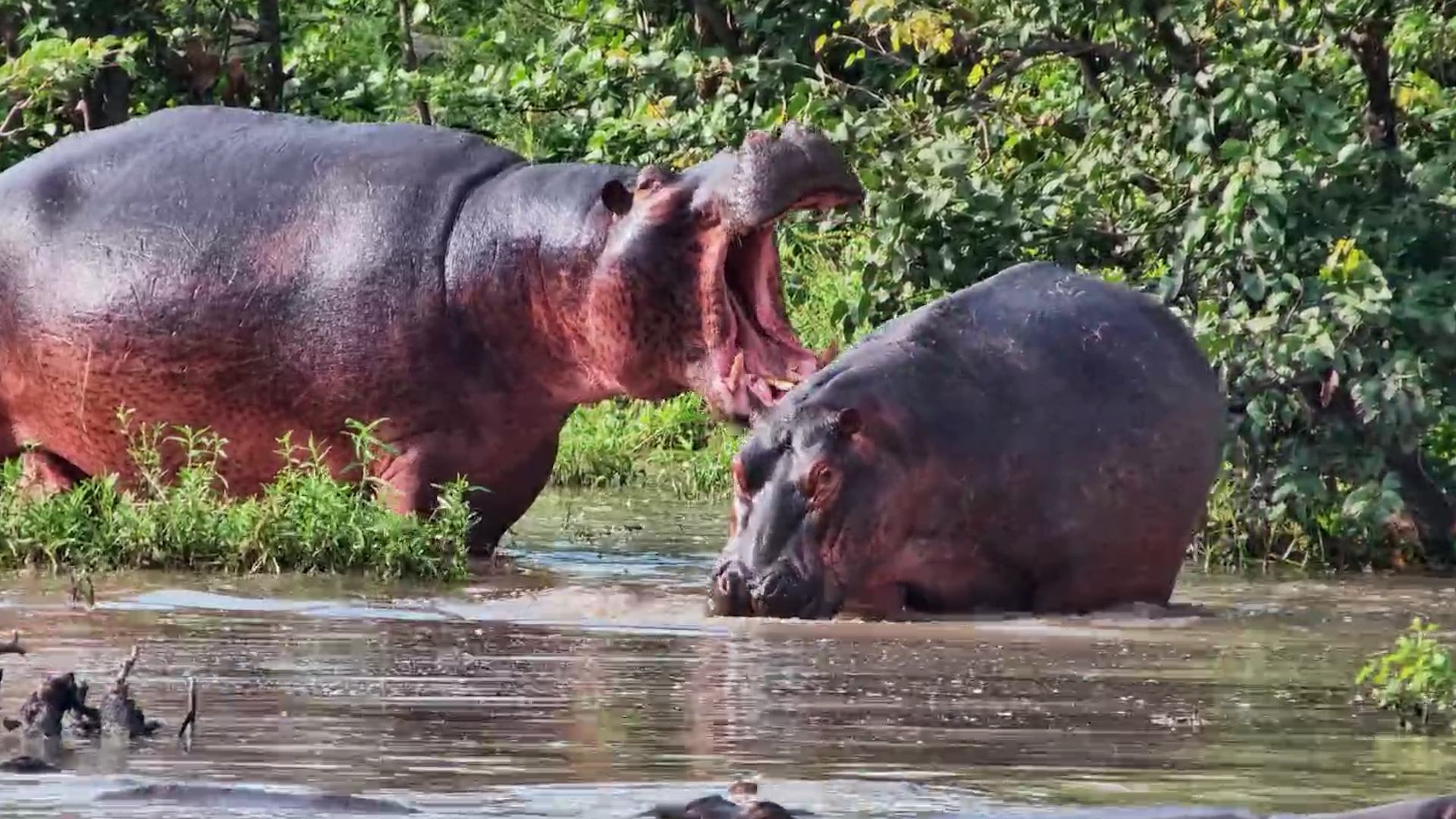 You Don’t Mess With a Hippo Mother