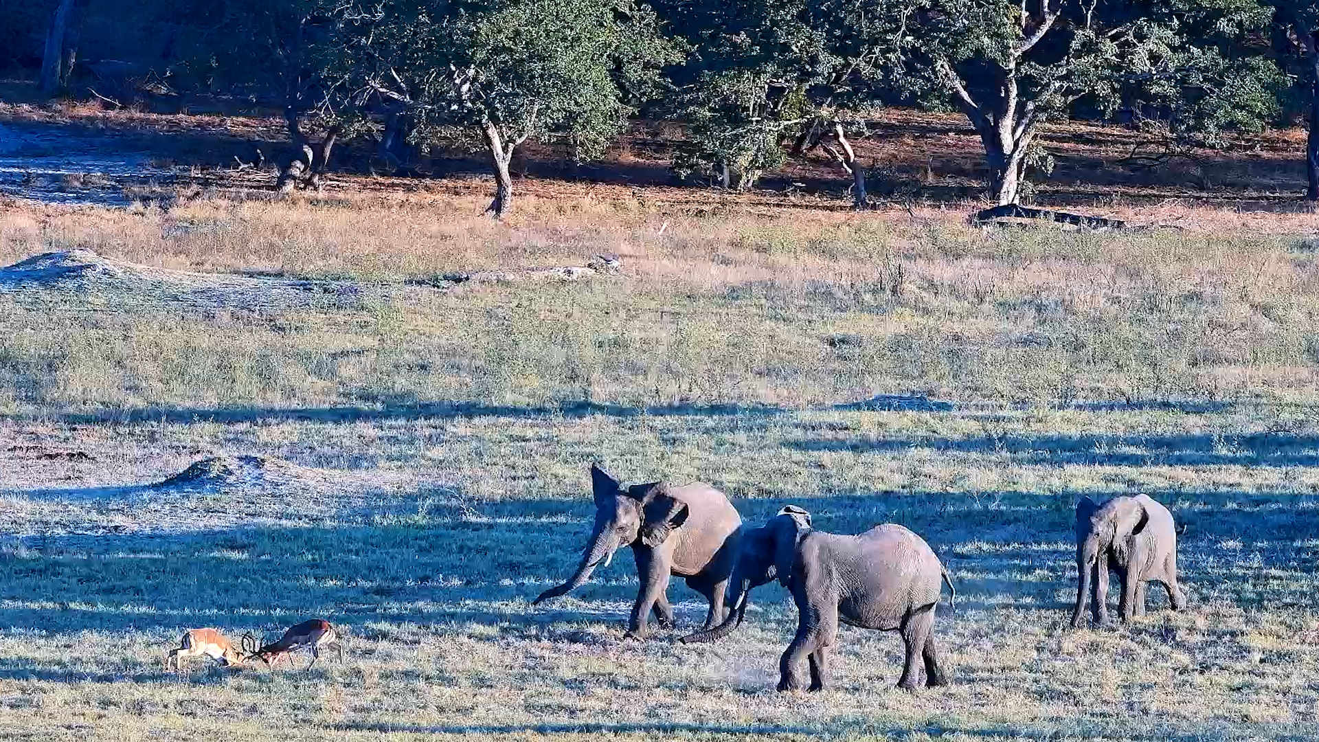 “Hey, Enough!” | Elephants Interrupt Fighting Impala