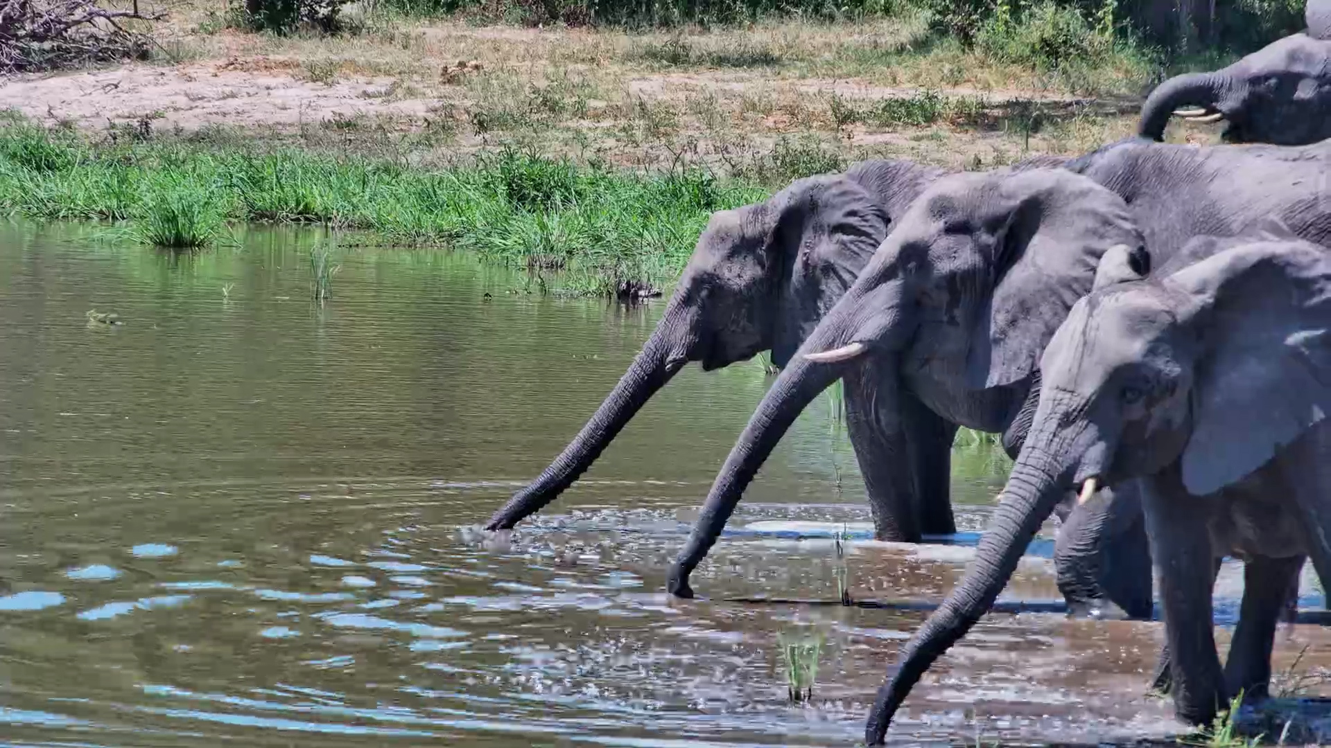 Elephant Herd Drinking with Calf